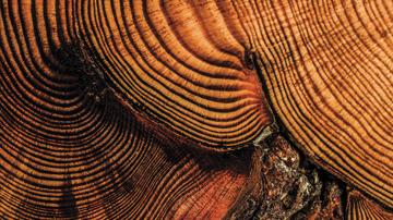 The 100 Year Old Tree