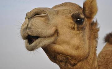 Camel Chews Miracle Tree