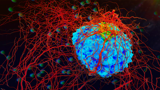 Cancer and Evolution