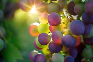 Paul Louis Metzger: On New Wine, New Wineskins