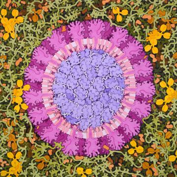 Is There Beauty in the Coronavirus?